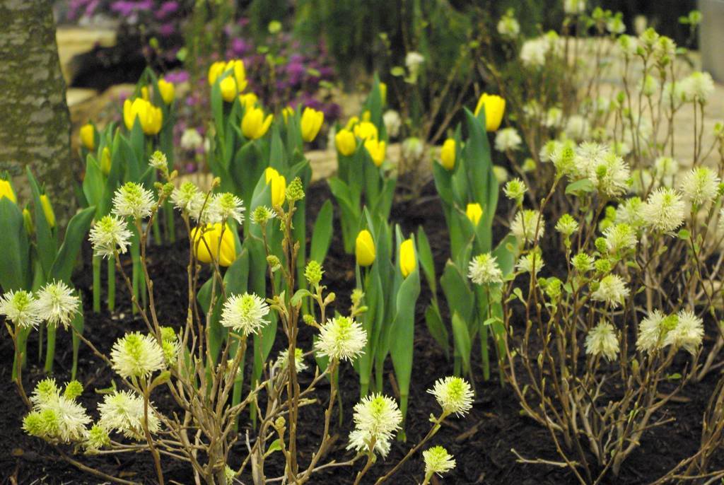 It's Not Work, It's Gardening! St. Louis 2012 Home and Garden Show